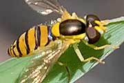 Hover Fly (Sphaerophoria sp) (Sphaerophoria sp)